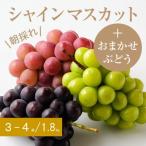 ショッピングふるさと納税 シャインマスカット ふるさと納税 津和野町 【2026年9月以降順次発送】(朝採り)シャインマスカット+おまかせぶどう　計3〜4房・約1.8kg