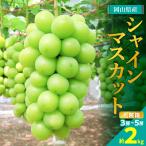 ショッピングふるさと納税 シャインマスカット ふるさと納税 津山市 糖度!シャインマスカット!約2kg【2026年8月中旬より順次発送】ギフトにも岡山県産ぶどう!