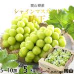 ふるさと納税 井原市 【2025年8月下旬より発送】岡山県産 シャインマスカット 晴王 5kg(5房〜10房)
