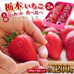 豪華 栃木イチゴ2種 スカイベリー とちあいか