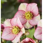 クリスマスローズ鉢植え 氷の薔薇カルロッタ4.5号
