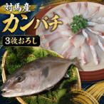 対馬 カンパチ 3枚おろし 約2kg