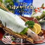 急速冷凍したお刺身で食べるヤリイカ約1kg