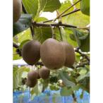 fu.... налог длина . блок Tokyo Gold ( киви фрукты )3kg