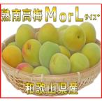 2027 紀州和歌山の熟南高生梅 MorL-10kg