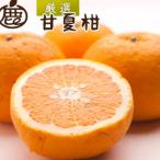 厳選 甘夏柑5kg+250g 傷み補償分