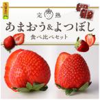 ショッピングふるさと納税 いちご ふるさと納税 久留米市 完熟あまおう&完熟よつぼし食べ比べセット