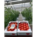 fu.... налог большой рисовое поле . город [2026 год 2~5 месяц отправка ] Tochigi префектура большой рисовое поле . город. маленький белый . помидор ферма ....... .. прекрасный помидор 1 коробка примерно 2kg