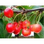 ショッピングふるさと納税 さくらんぼ ふるさと納税 村山市 (特秀品)山形のさくらんぼ　佐藤錦2L玉　約1kg(約500g×2P)