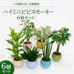 ハイミニビビスモーキー6個セット