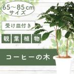 ふるさと納税 指宿市 【観葉植物】コーヒーの木65cm〜85cm(014-1400)