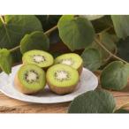 ふるさと納税 蓮田市 キウイフルーツ(グリーン)不揃い4kg以上【埼玉県蓮田産】