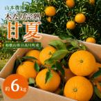 爽やかな酸味 木なり完熟 甘夏 約6kg