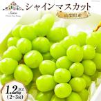 ショッピングふるさと納税 シャインマスカット ふるさと納税 韮崎市 8月中旬より順次発送予定　農家厳選!　山梨県産シャインマスカット約1.2〜1.3kg