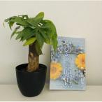 観葉植物鉢植えとamazonベストセラー