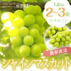 ショッピングふるさと納税 シャインマスカット ふるさと納税 豊丘村 【丘の上ファーム】大玉ぶどう『シャインマスカット』1.2kg(2〜3房) 2026年10月より発送