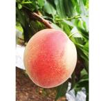 ふるさと納税 橋本市 和歌山の桃「白鳳」　2kg　6個〜7個
