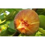 長浜唐柿 蓬莱柿 生食用約1.4kg