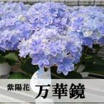アジサイ 万華鏡 5号鉢