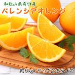 2027度発送分 和歌山有田産バレンシアオレンジ約5kg