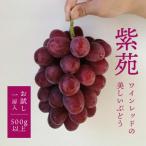 紫苑 しえん 1房500g~