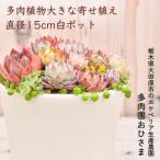 多肉植物大きな寄せ植え直径15cm白ポット