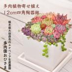 多肉植物寄せ植え直径12cm四角陶器鉢