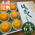 特秀 大玉3L×6玉入