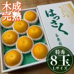 特秀 L×8玉入