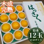 特秀 小玉S×12玉入