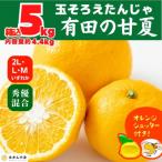 甘夏 箱込 5kg