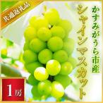 ふるさと納税 城里町 シャインマスカット　1房(茨城県共通返礼品:かすみがうら市産)
