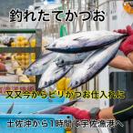 モチモチ食感 冷凍ビリかつおわら焼きたたき