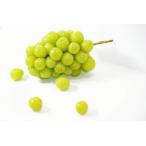 ふるさと納税 城里町 お中元シャインマスカットと巨峰桐箱入り2房(県内共通返礼品:かすみがうら市産)