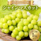 ふるさと納税 高山村 【2026年発送】シャインマスカット2〜3房(1kg以上)