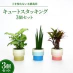 ふるさと納税 岡崎市 キュートスタッキング3個セット【オススメの観葉植物でお届け】