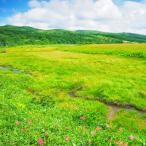 ~花と生きものたちとの出会い 癒やしの湿原めぐり~ツアー参…
