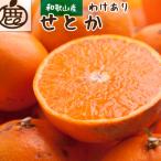せとか1kg+250g 傷み補償分