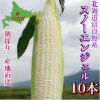 ふるさと納税 富良野市 白いとうもろこし「スノーエンジェル」北海道富良野産 L〜2L 10本入