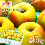 ふるさと納税 箕輪町 2025年!信州のりんご【名月】 約5kg