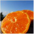 紀州ピュアみかん100 3kg