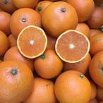 完熟 紅白 さつき 八朔 食べ比べ セット 10kg
