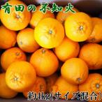 有田産不知火約4kg 2L~5Lサイズ混合