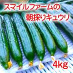 朝採りきゅうり4kg
