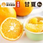 甘夏 樹上完熟させた甘夏を農園から でお届け