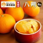 八朔 はっさく 樹上完熟させた濃厚な味わいの八朔を