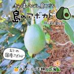 希望の島 アボカド 1kg