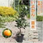 大きめサイズ 伊予柑 苗木 1本