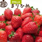 < >朝摘み完熟まりひめ約1.2kg