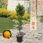 大きめサイズ ポンカン 苗木 1本